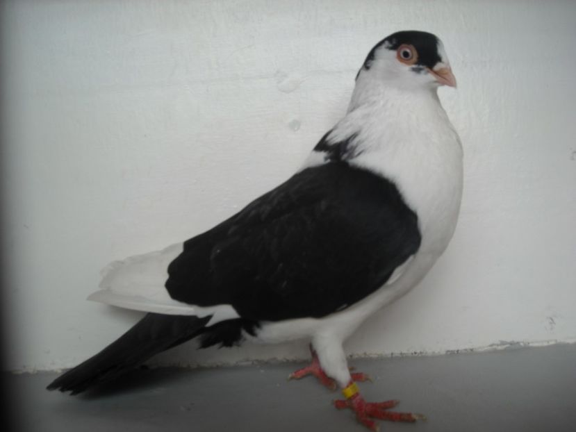  - jucatori de galati pe negru