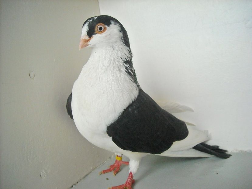 moriscar - jucatori de galati pe negru