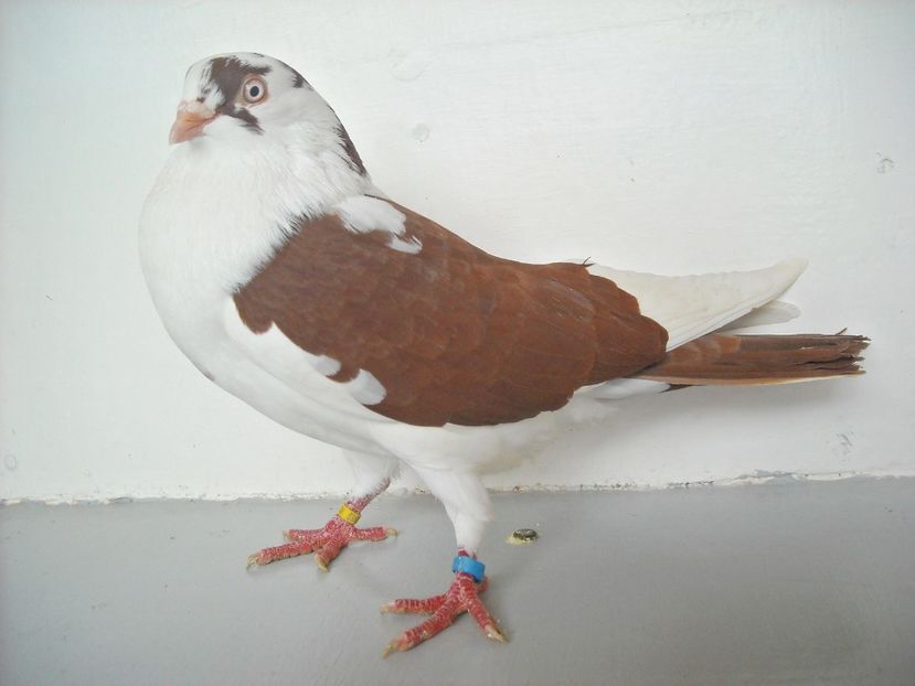  - jucatori de galati pe ros