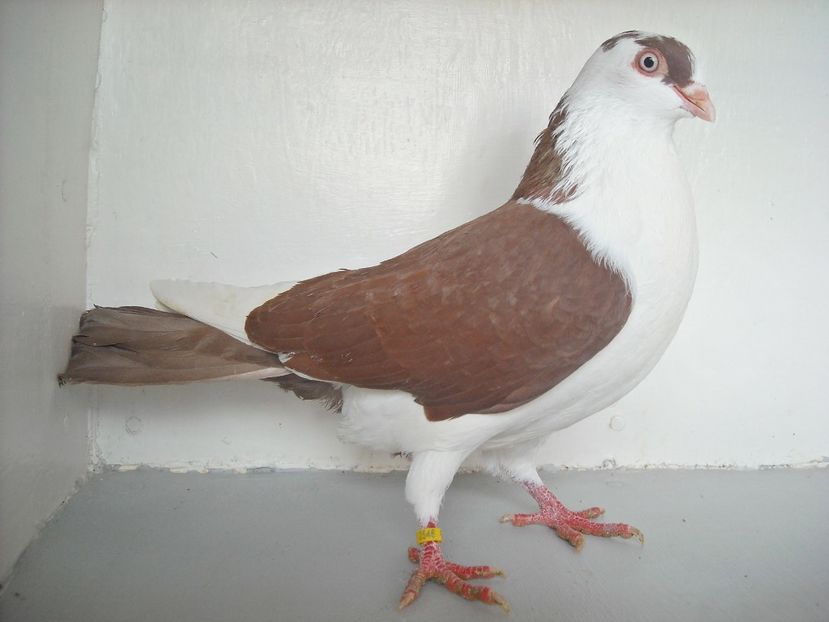  - jucatori de galati pe ros