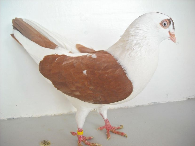  - jucatori de galati pe ros