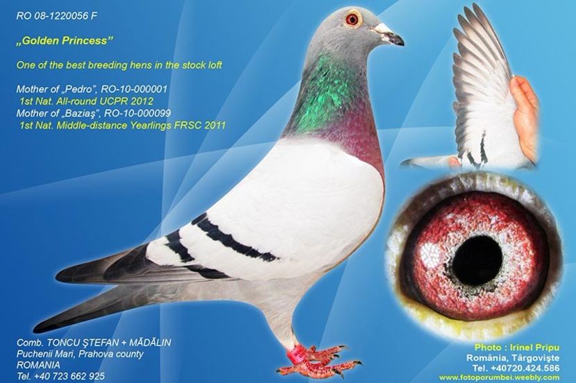 1220056-08 F golden pricess - RO 2017 430047