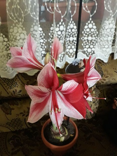 20180131_064742[1] - gervase