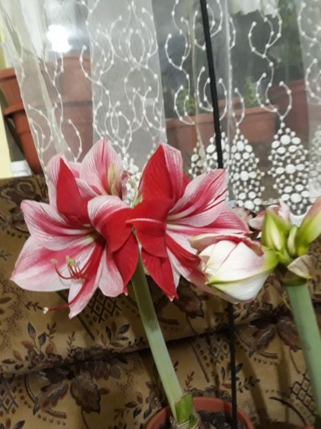 20180131_064854[1] - Amarilisii mei