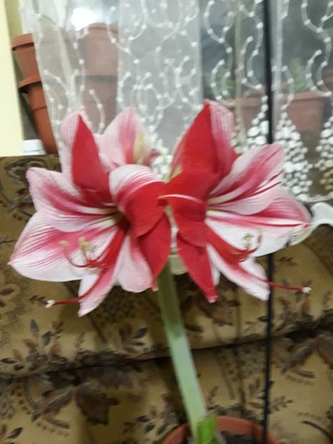 20180131_064906[1] - gervase