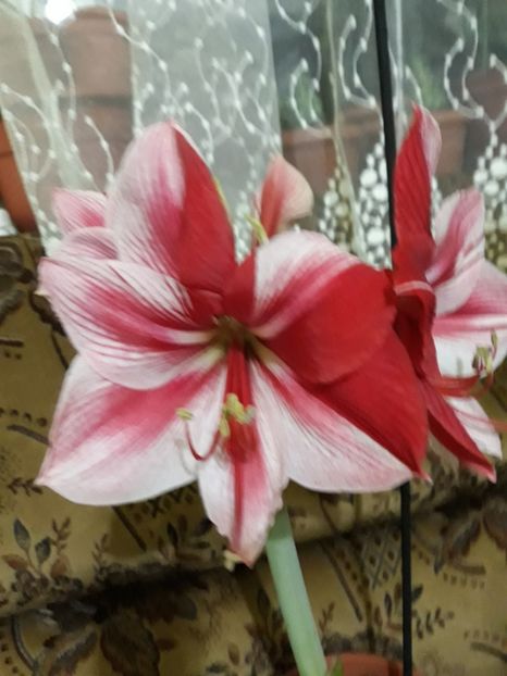 20180131_064919[1] - gervase