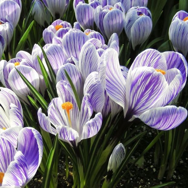 crocus_king_of_the_striped_ - BULBI DE FLORI-achizitii