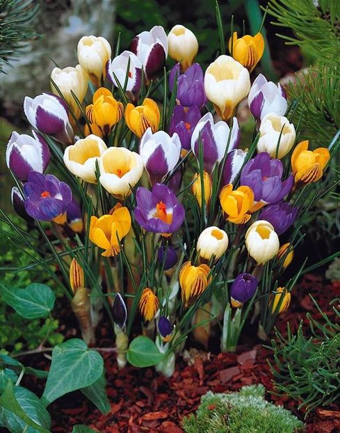 004678-50-Crocus-botaniques-en-melange_ - BULBI DE FLORI-achizitii