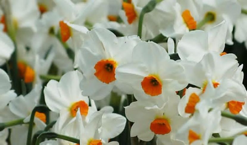 narcissus_tazetta - BULBI DE FLORI-achizitii