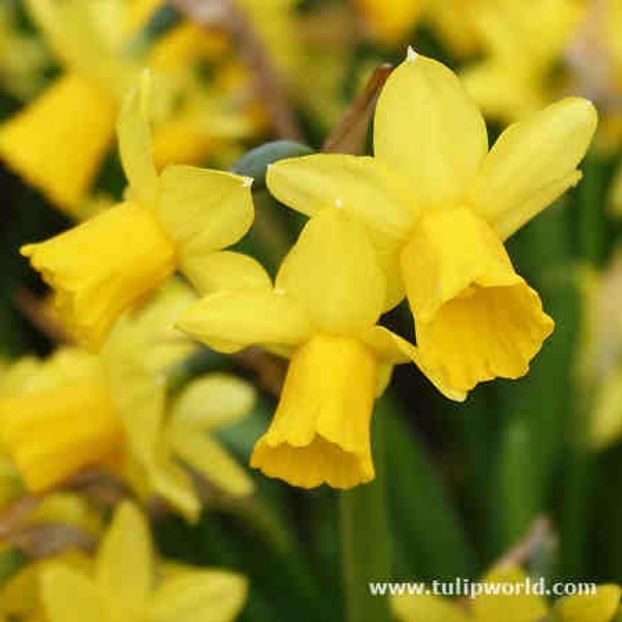 daffodil tete a tete - BULBI DE FLORI-achizitii