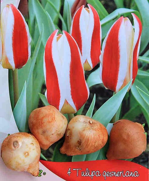 tulip-rosy dream - BULBI DE FLORI-achizitii