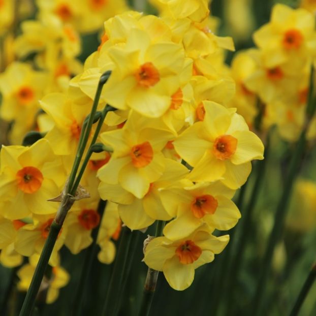 narcissus-martinette- - BULBI DE FLORI-achizitii