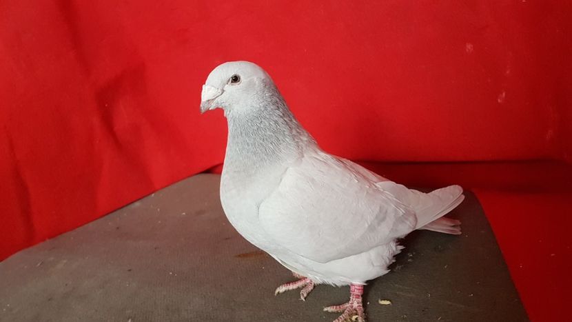  - 0 - 17 ian 2018 - Femele pentru matca