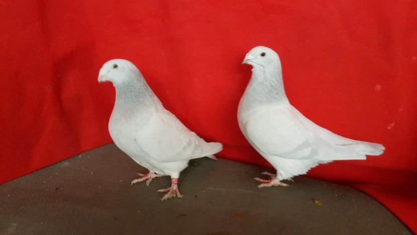  - 0 - 17 ian 2018 - Femele pentru matca