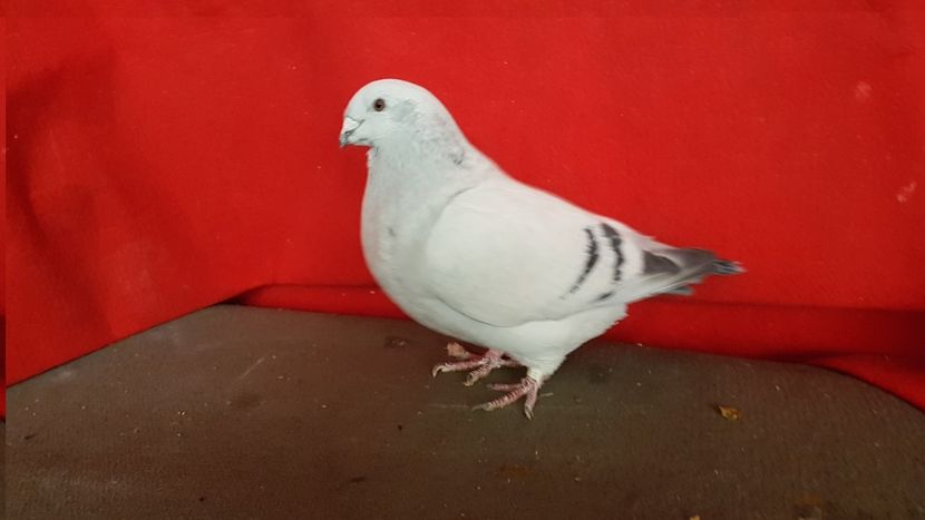  - 0 - 17 ian 2018 - Femele pentru matca