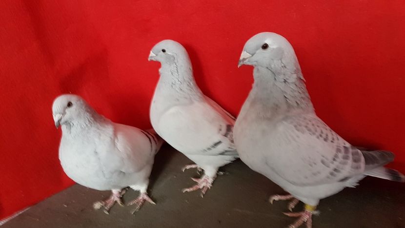  - 0 - 17 ian 2018 - Femele pentru matca