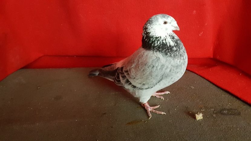  - 0 - 17 ian 2018 - Femele pentru matca