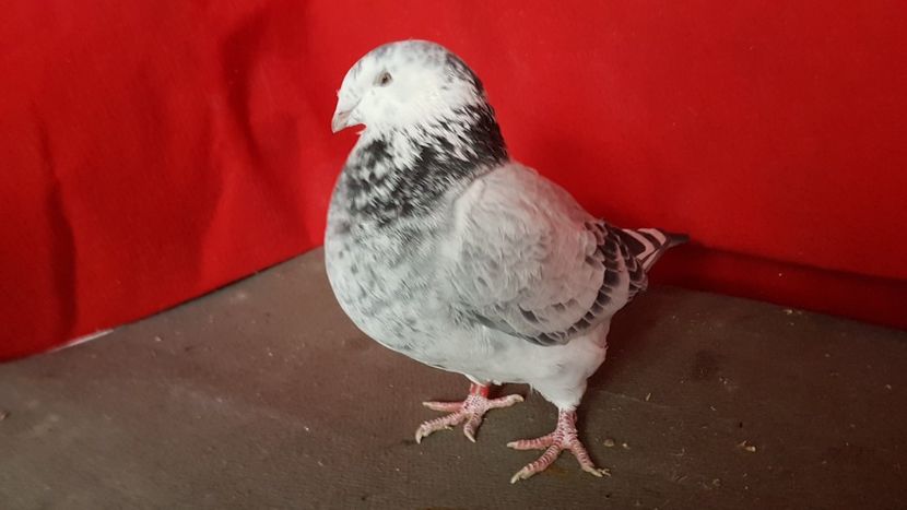  - 0 - 17 ian 2018 - Femele pentru matca