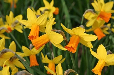 Narcissus Jetfire - BULBI DE FLORI-achizitii