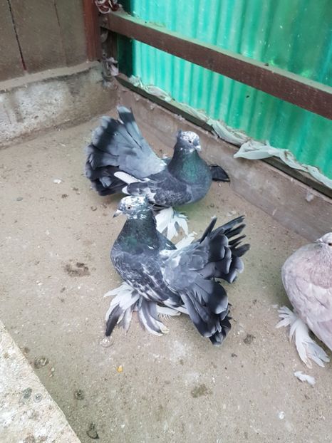 Pereche 2016 Dnu. Marius Craiova,jud Dolj - 8___-PERSOANE CU CARE AM COLABORAT- VANZARI