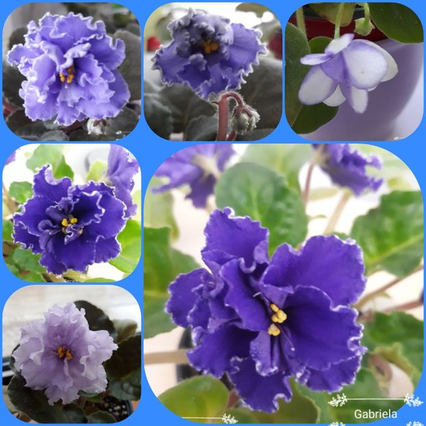  - AA grup violete