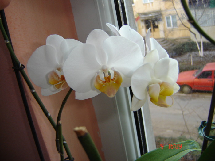 Picture 177 - Orhidee Phalaenopsis