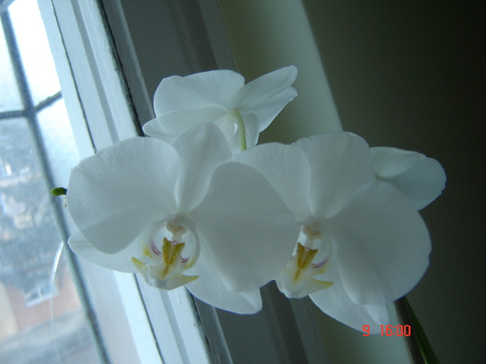 Picture 155 - Orhidee Phalaenopsis