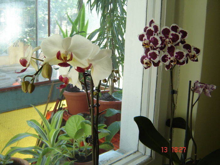 DSC09193 - Orhidee Phalaenopsis