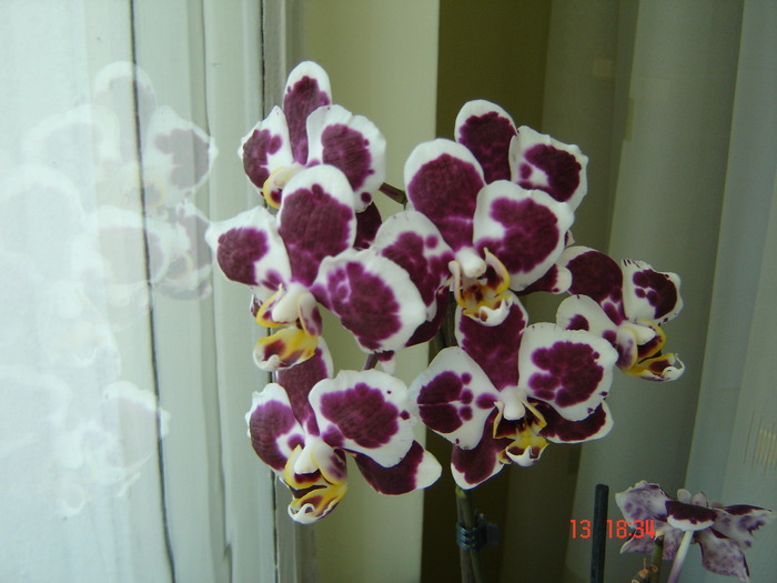 DSC09197 - Orhidee Phalaenopsis