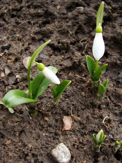 Sa fie ghioceii Woronowii ?! Rasar acum, la doi ani distanţă de la plantare. - Ianuarie 2018 - Februarie 2018