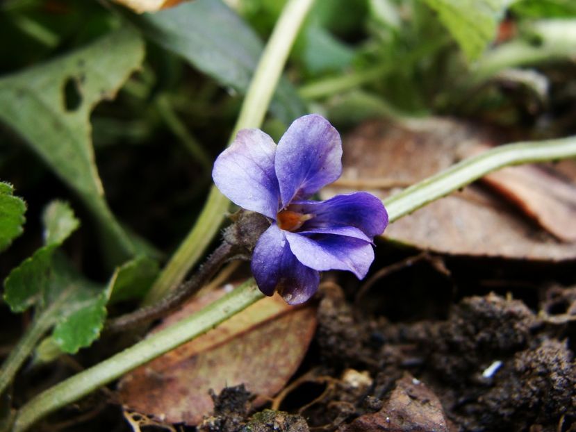 O micuţă bijuterie - Ianuarie 2018 - Februarie 2018
