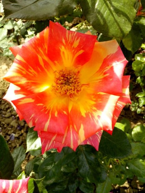 CARIBIA - 0 TRANDAFIRI 2017