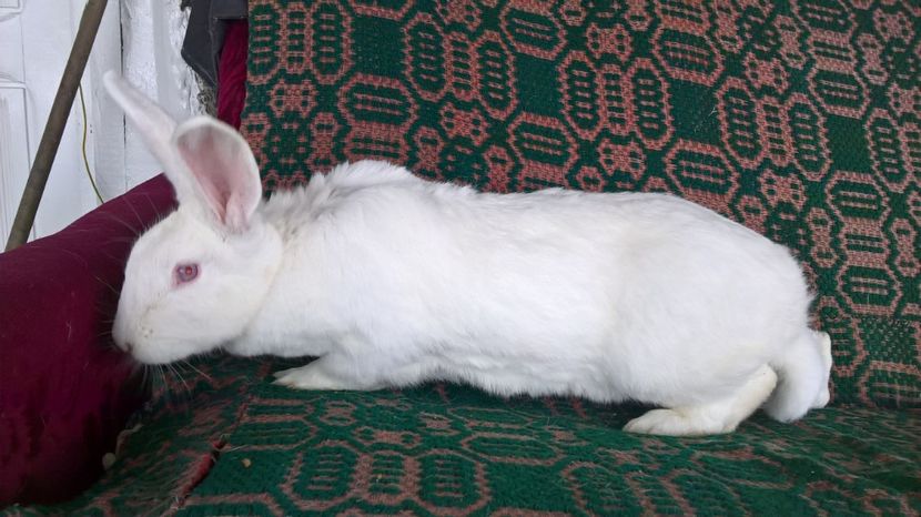  - a1-femela hycole alba