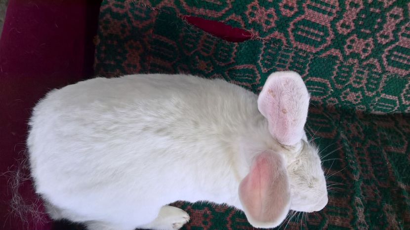 fatat pe 16.02.2018 - a1-femela hycole alba