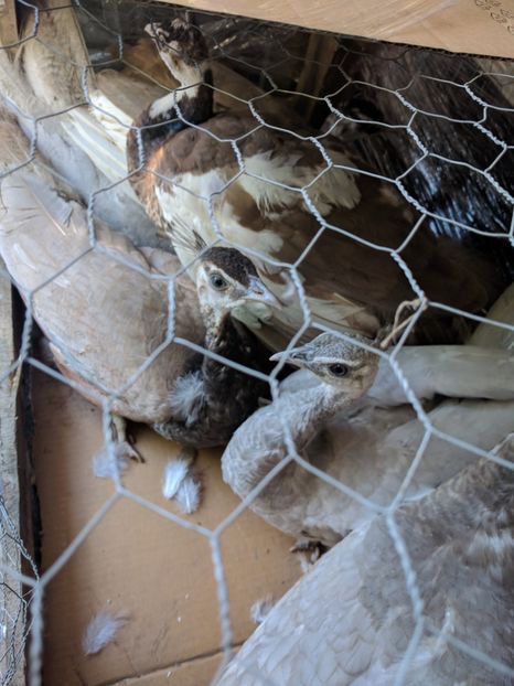  - P---PAUNI 2016-2018