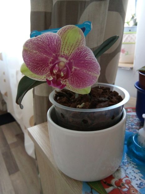 29 ian 2018 - florile mele dragi