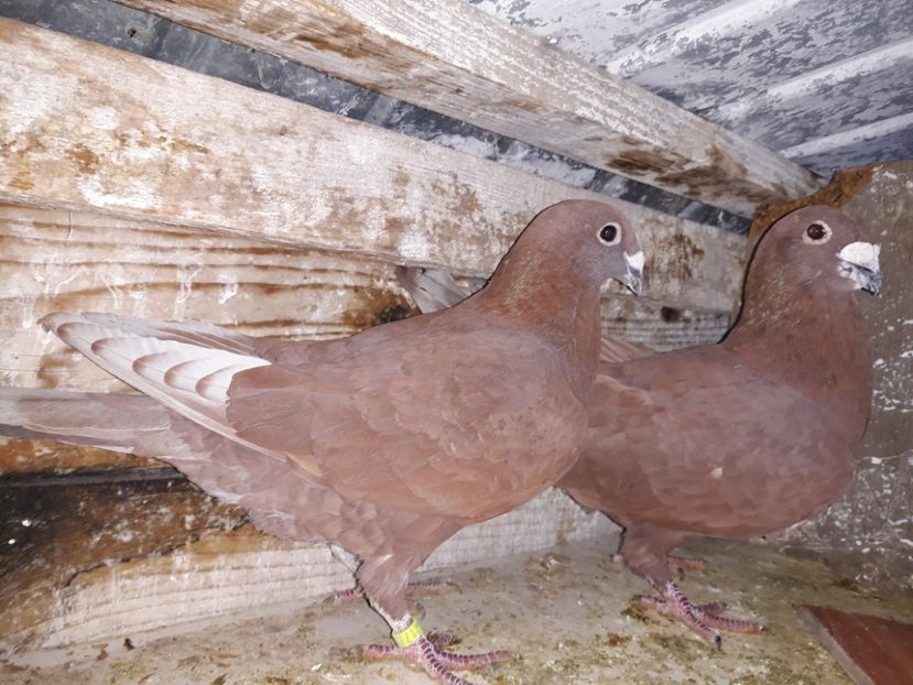 M2015-F2017 - 7-Perechi 2018