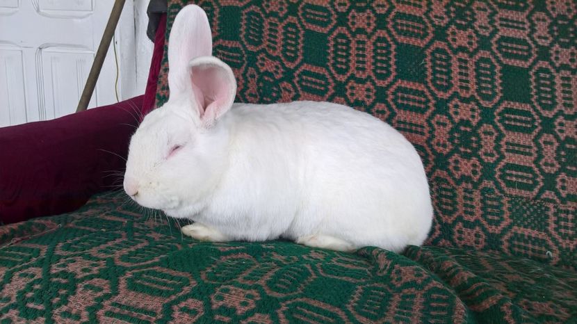  - b2-mascul hycole nr 1