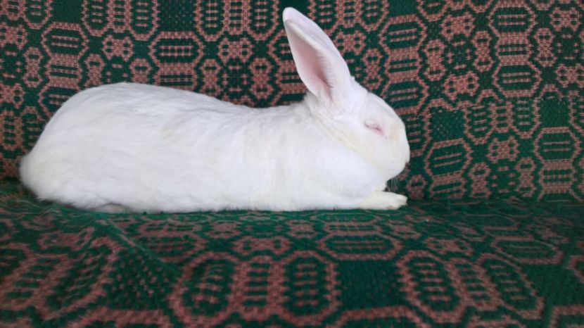  - b2-mascul hycole nr 1