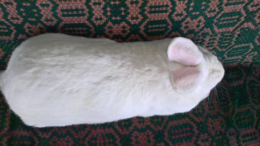  - b2-mascul hycole nr 1