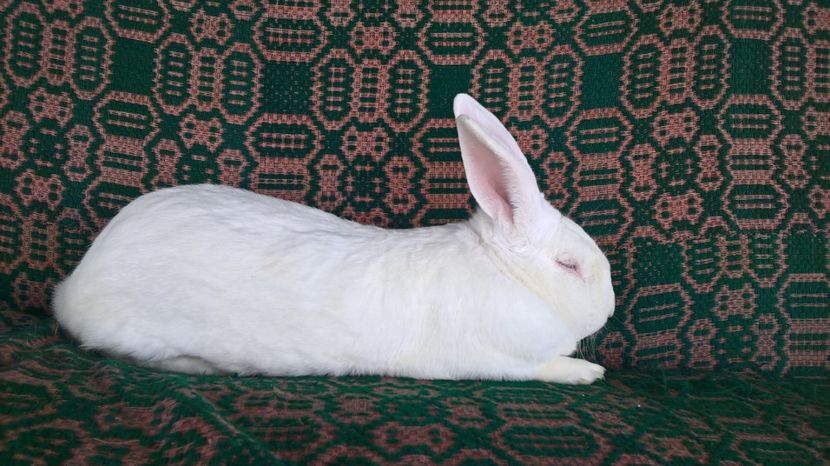  - b2-mascul hycole nr 1