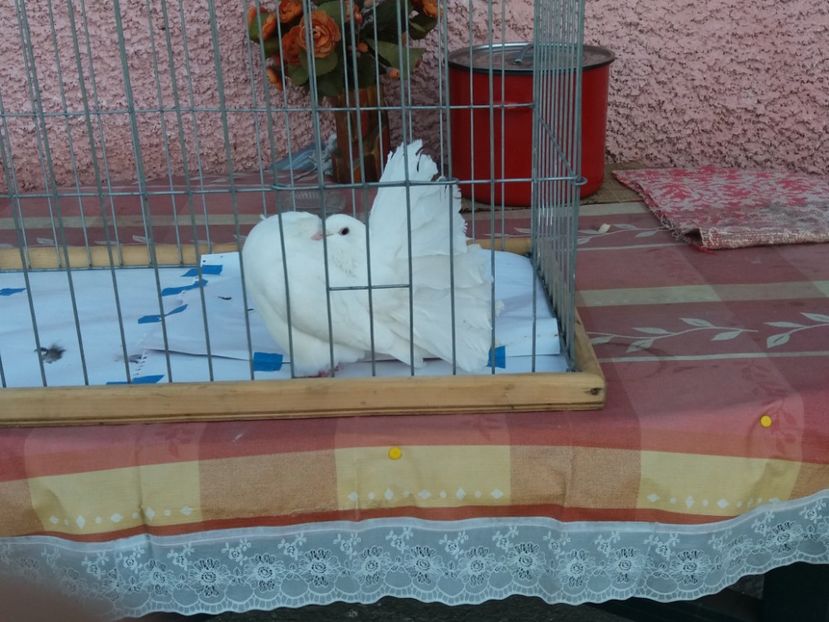  - Porumbei Voltati