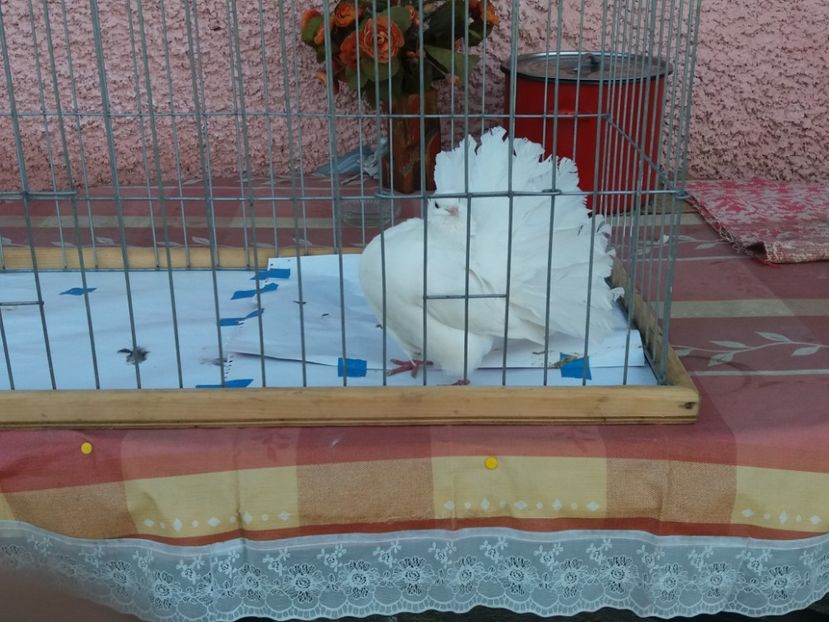  - Porumbei Voltati