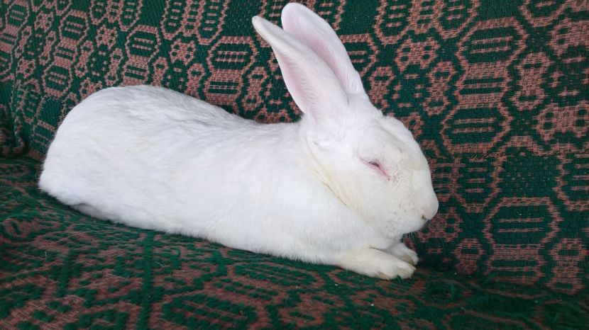  - b2-mascul hycole nr 1