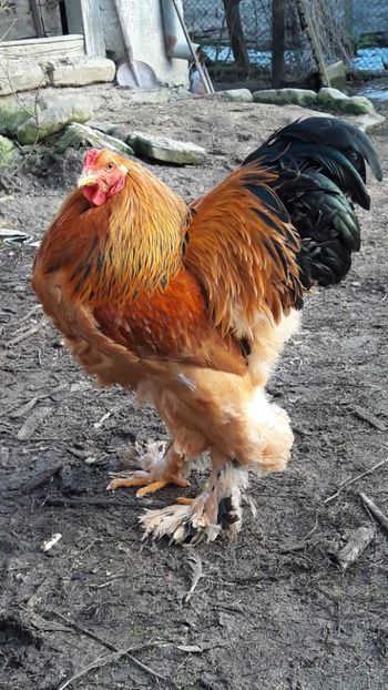  - Brahma columbia 2018