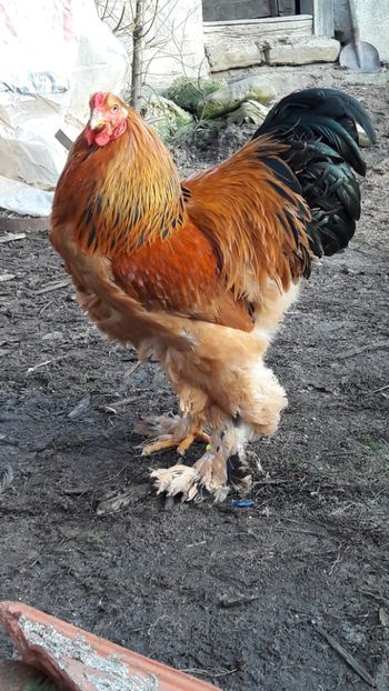  - Brahma columbia 2018