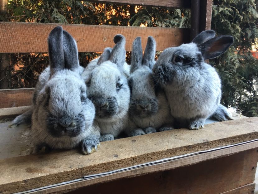 4 M 31.01.18 avem 3 luni si 10 zile - 2 Cuib 21-10-2017 - 7 pui