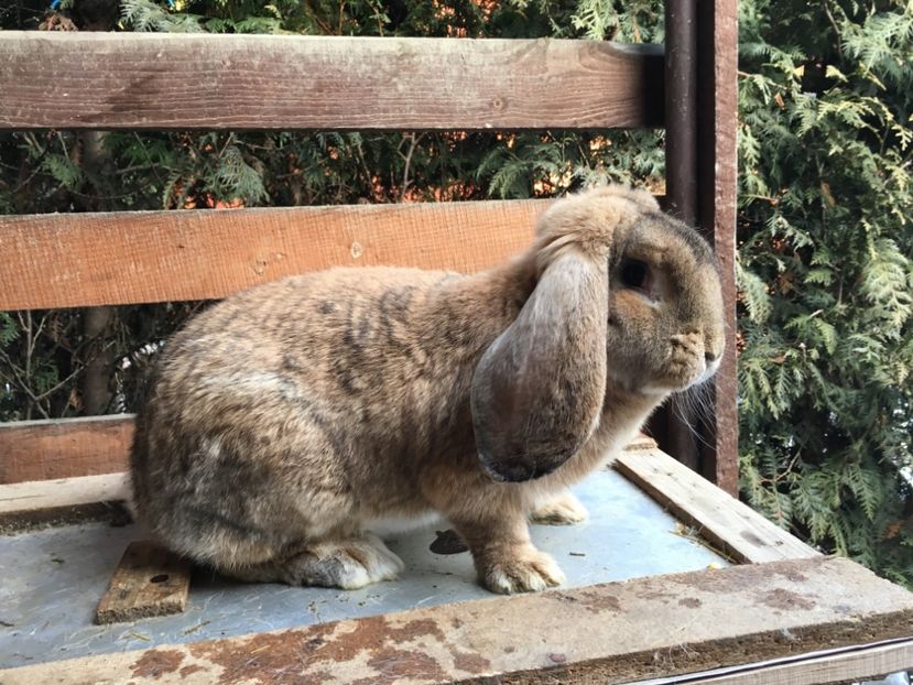 RO 12 7789 Femela născuta in 25.07.17 - X Iepuri ce i-am avut