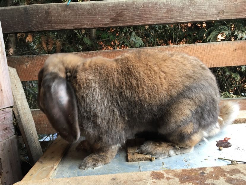 RO 12 171 M născut in ian. 2017 - X Iepuri ce i-am avut