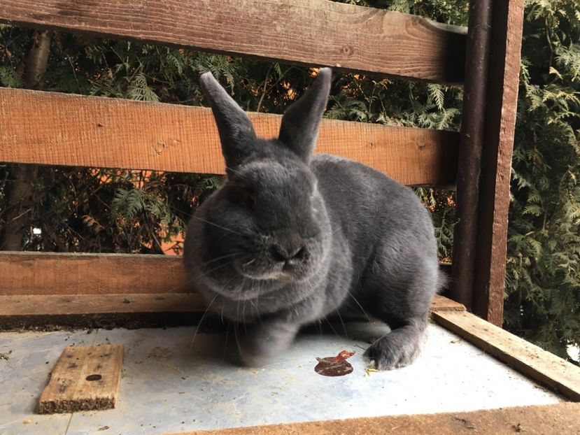 F 0-1 RO 12 3742 - X Iepuri ce i-am avut